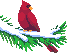 +bird+Cardinal+on+Snowy+Branch+Animation+ clipart
