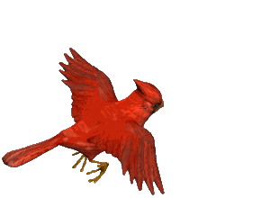 +bird+Flying+Cardinal+Animation+ clipart