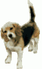 +dog+beagle+ clipart