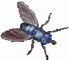 +flying+bug+animated+ clipart